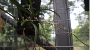 Bukit Asam Hidupkan Kembali Harta Karun Hutan Tropis Sumsel