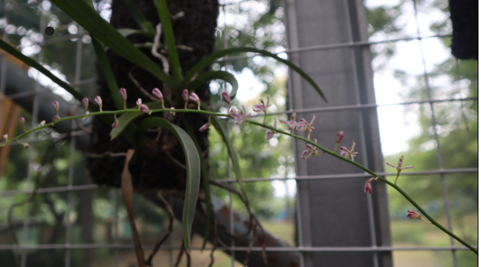 enyelamatkan Anggrek, Upaya Bukit Asam (PTBA) Menjaga Kehidupan