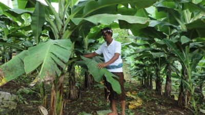 Perjalanan Reforma Agraria di Asahduren, Sertipikat Tanah Ulayat Buka Akses Ekonomi Masyarakat