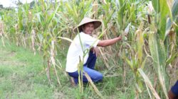 Reforma Agraria Lahirkan Regenerasi dan Kreativitas Petani Muda di Desa Soso