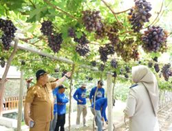 Jadi Kawasan Agrowisata Favorit di Palu, Kebun Anggur Duyu Bangkit Bukti Kerja GTRA