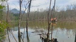 Dinas LHP Sumsel Didesak Usut Proper Merah PT Bumi Merapi Energi, Terkait Lingkungan dan Reklamasi Pasca Tambang