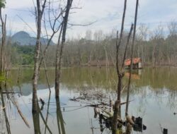 Dinas LHP Sumsel Didesak Usut Proper Merah PT Bumi Merapi Energi, Terkait Lingkungan dan Reklamasi Pasca Tambang