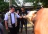Herman Deru Salurkan Sapi Kurban 1,3 Ton untuk Masjid Agung Palembang