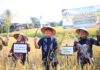 Herman Deru Dorong Peningkatan Produktivitas Padi Khas Semende