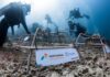 Jaga Ekosistem Bahari, Pertamina Trans Kontinental Tanam Terumbu Karang di Laut Sulawesi Utara